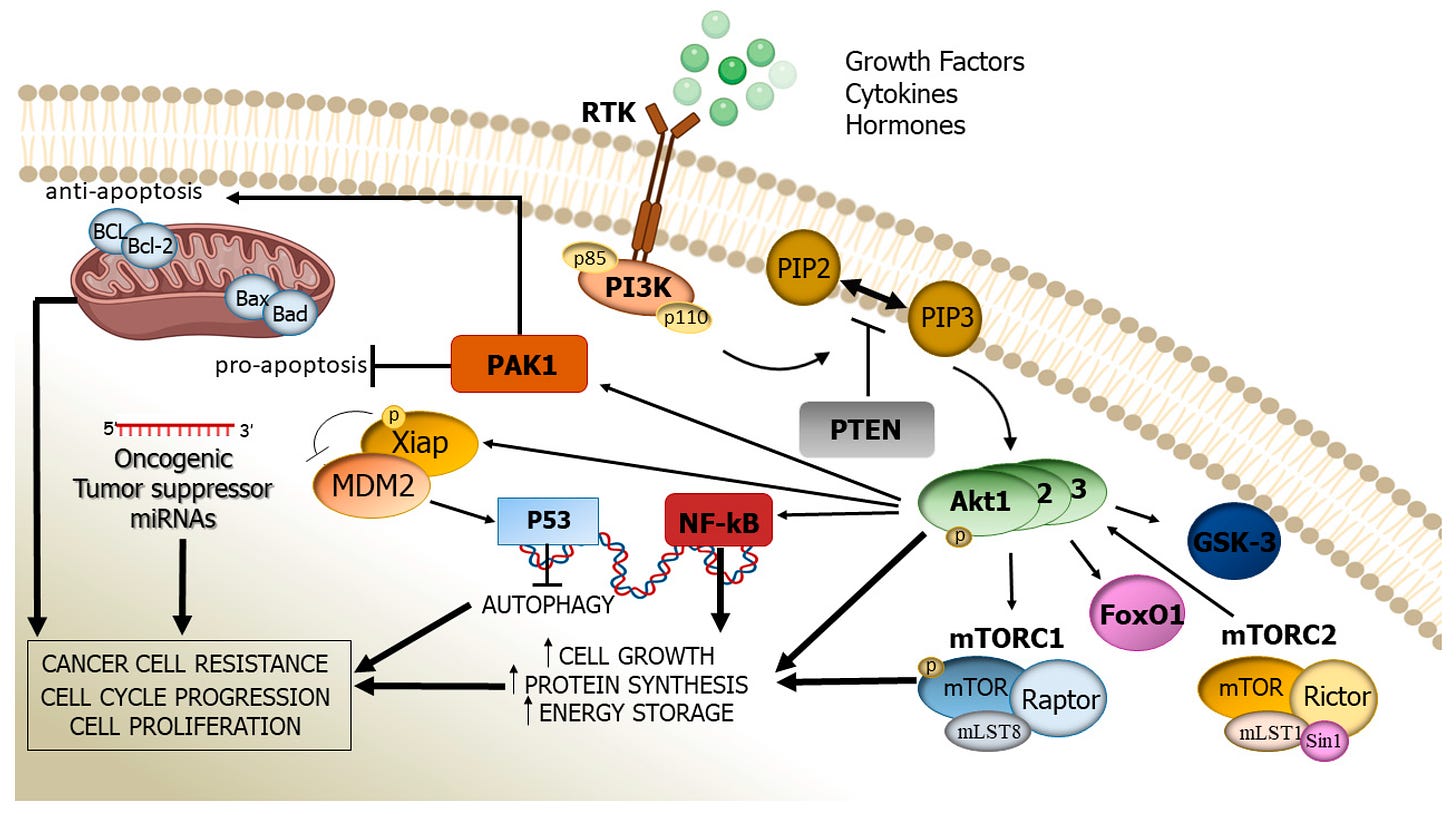 Cancers | Free Full-Text | The Pathogenic Role of PI3K/AKT Pathway in Cancer  Onset and Drug Resistance: An Updated Review
