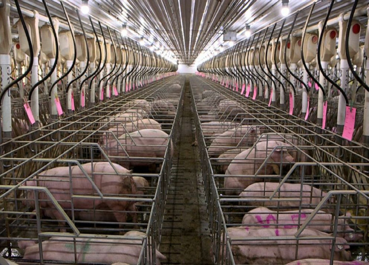 Rows of pigs trapped in gestation crates.
