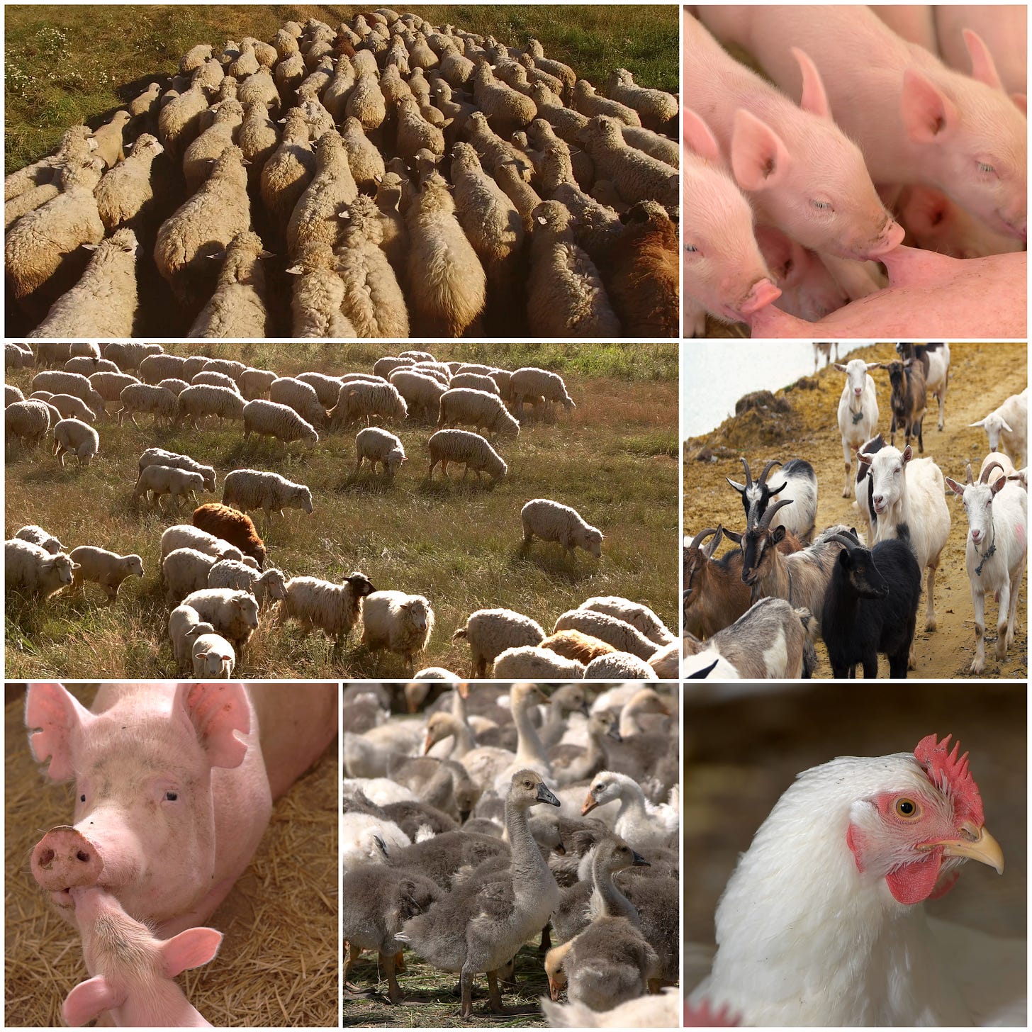 Livestock production