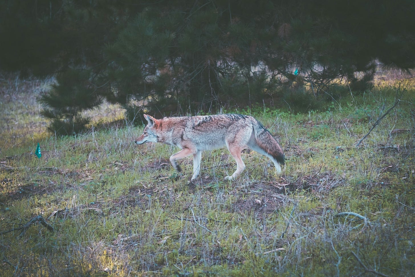 A coyote stalking toward the left of the frame, in an area of brush with tree in the background