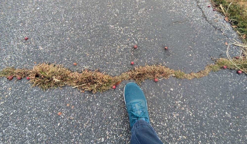 my foot, approaching a crack in the sidewalk filled dry, brown weeds and surrounded by small red crabapples