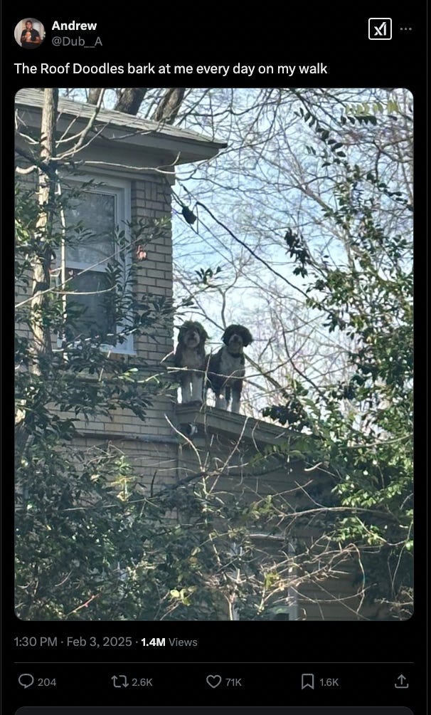 A tweet by @dub_a showing a photo of two doodles on a roof looking down at the camera: "The Roof Doodles bark at me every day on my walk."