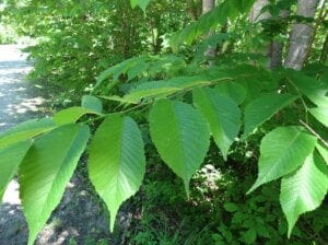 Slippery Elm