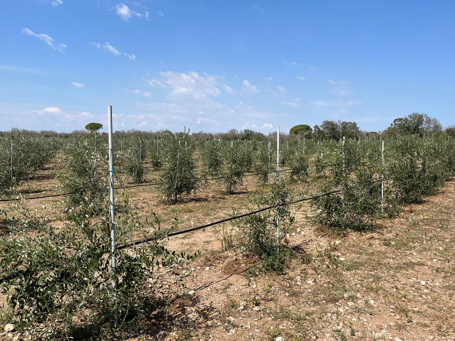 rows of newly planted olive trees