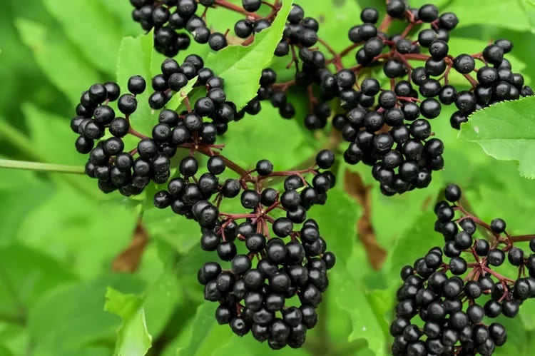 Elderberries growing