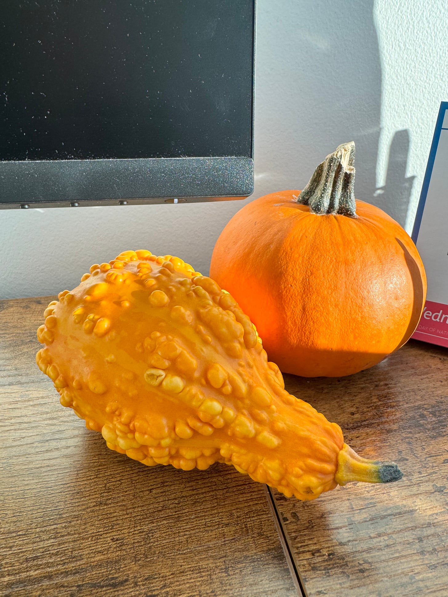 a photo of a small pumpkin and bumpy orange gourd on a wooden desk, bathed in sunlight