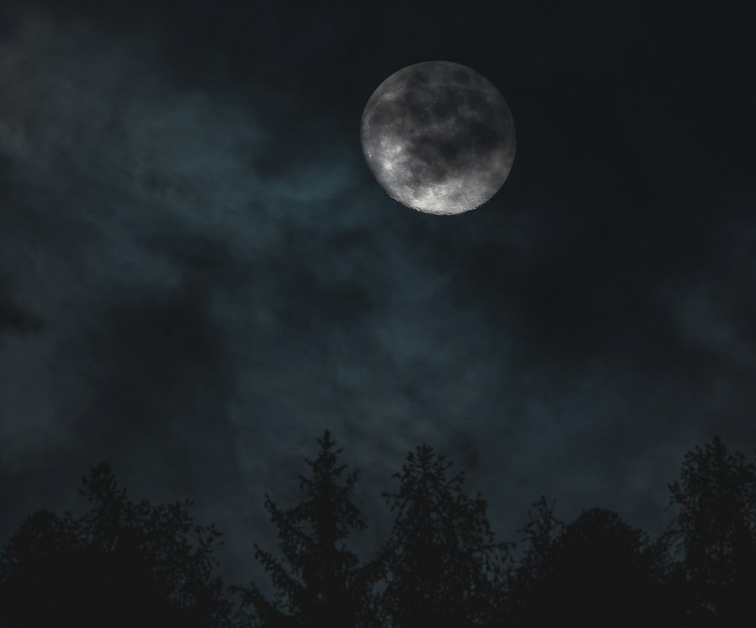 silhouette of trees under moon silhouette of trees under moon