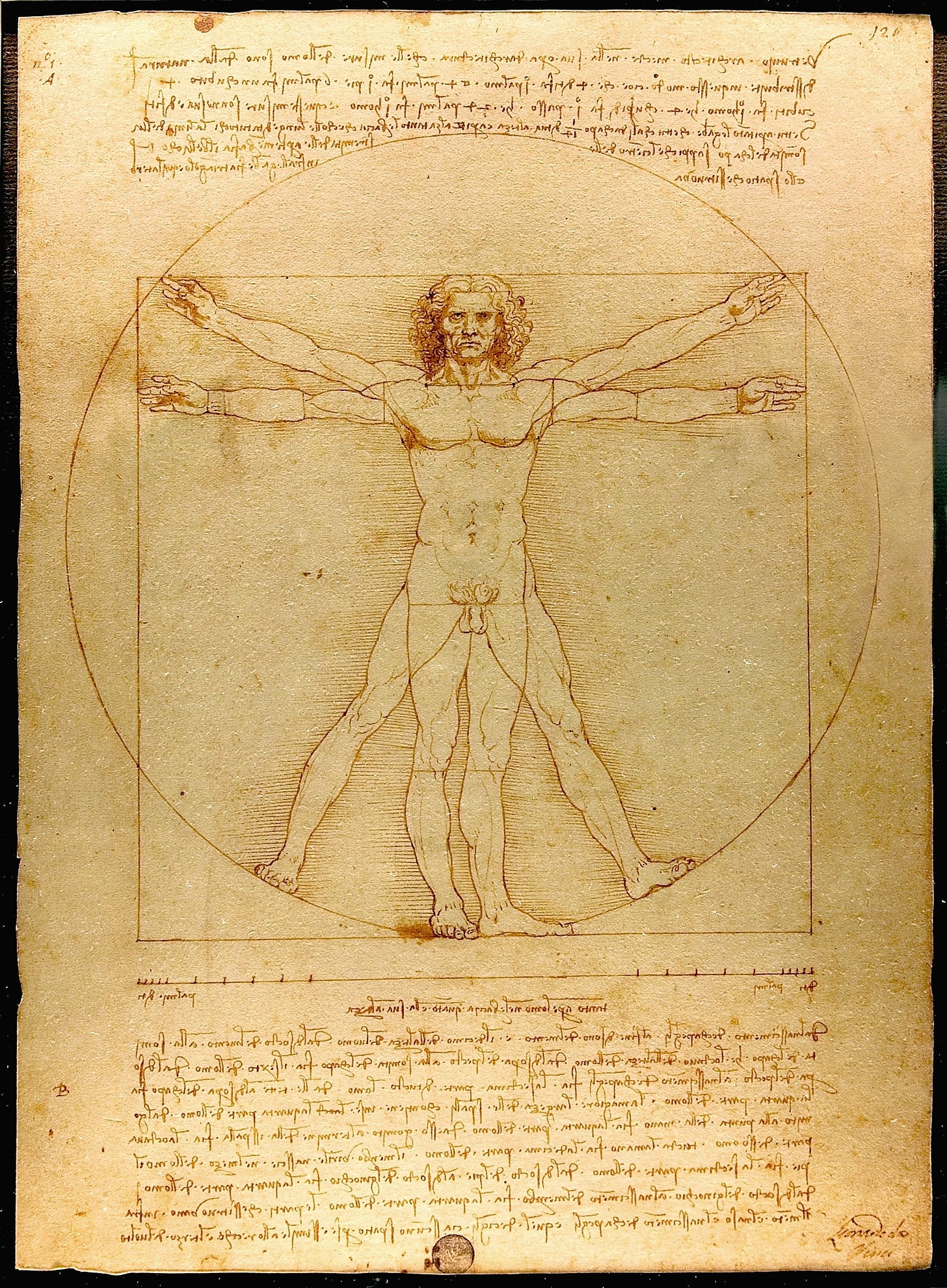 Vitruvian Man - Wikipedia