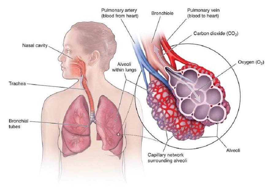 How the Lungs Work | Lung Center | Temple Health