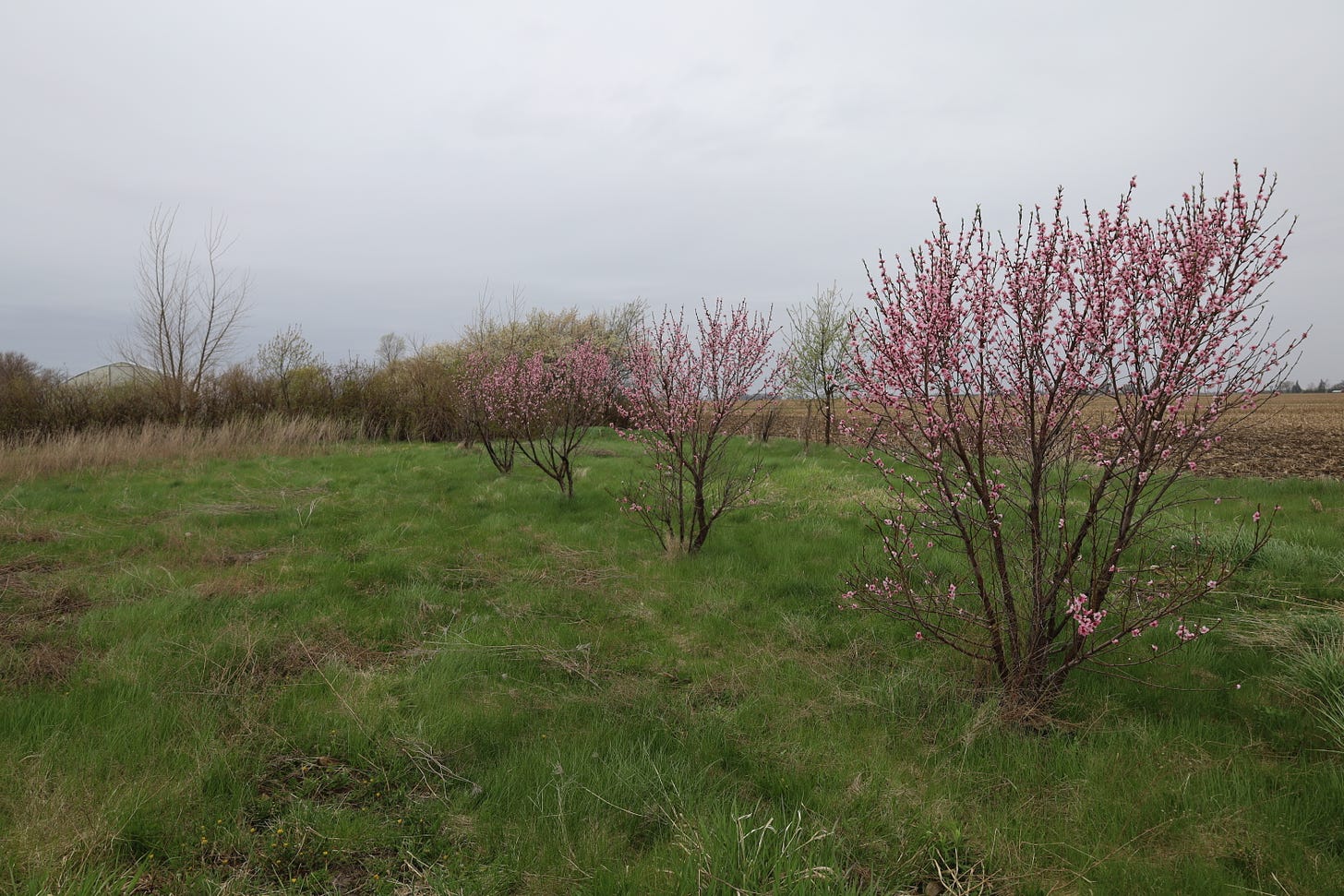 Iowa peach trees on April 25 this year