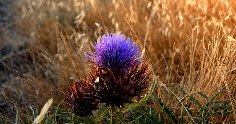 purple flower on green grass during daytime