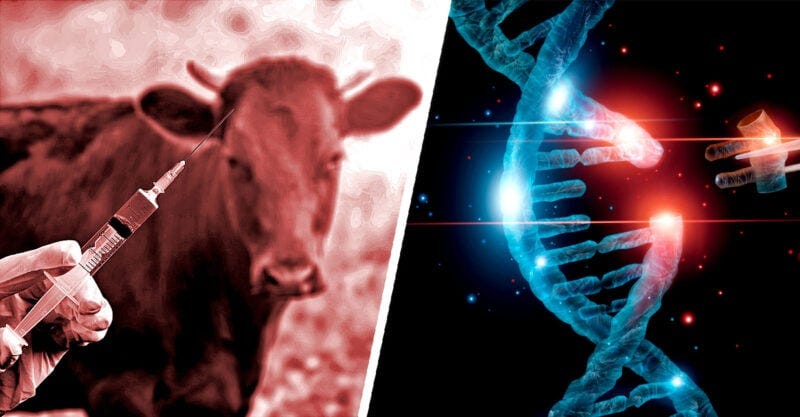 big ag gene mrna vaccines livestock feature