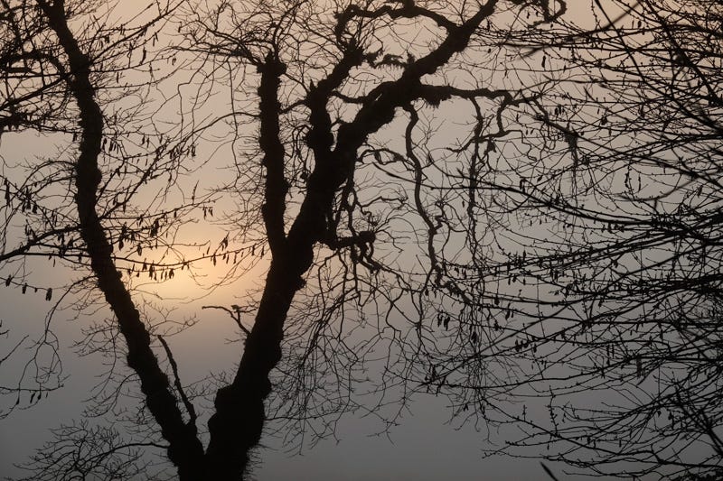Two trees silhouetted against an obscure sun, largely hidden in the fog