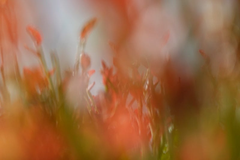 Scarlet Blaeberry (Vaccinium myrtillus) seen in soft focus