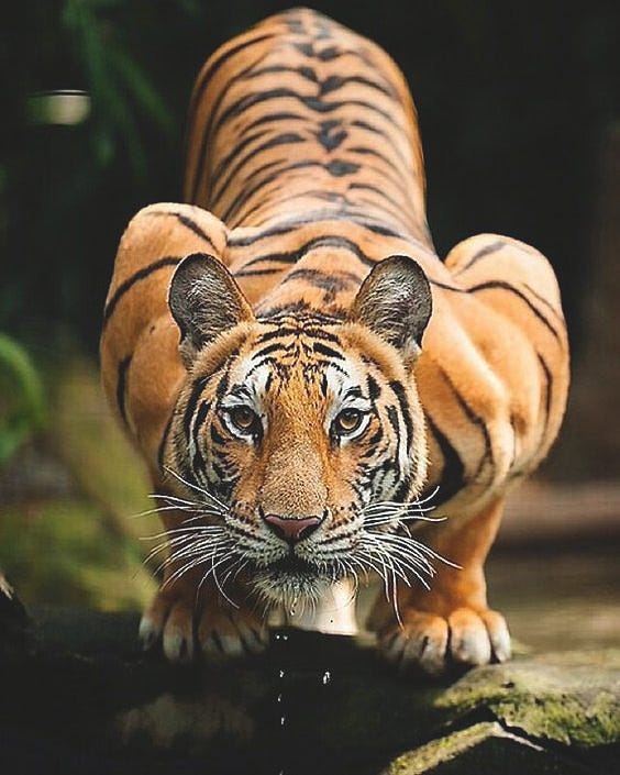 Crouching Tiger by Unknown