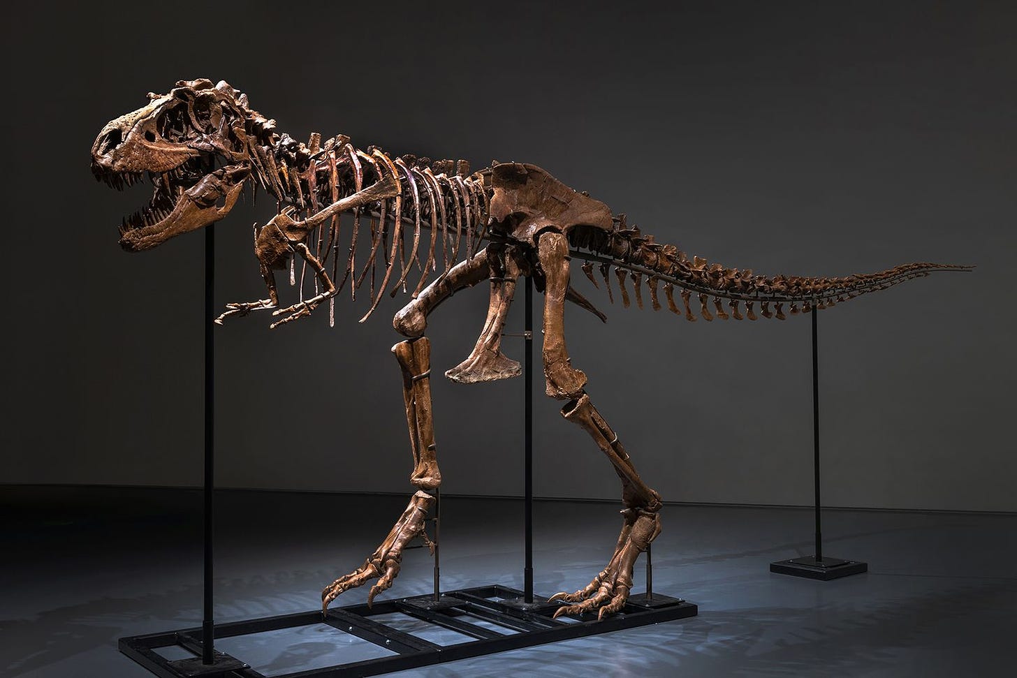 This 77-million-year-old Dinosaur Skeleton Is Going Up for Auction — but  You Can See It Before It Sells