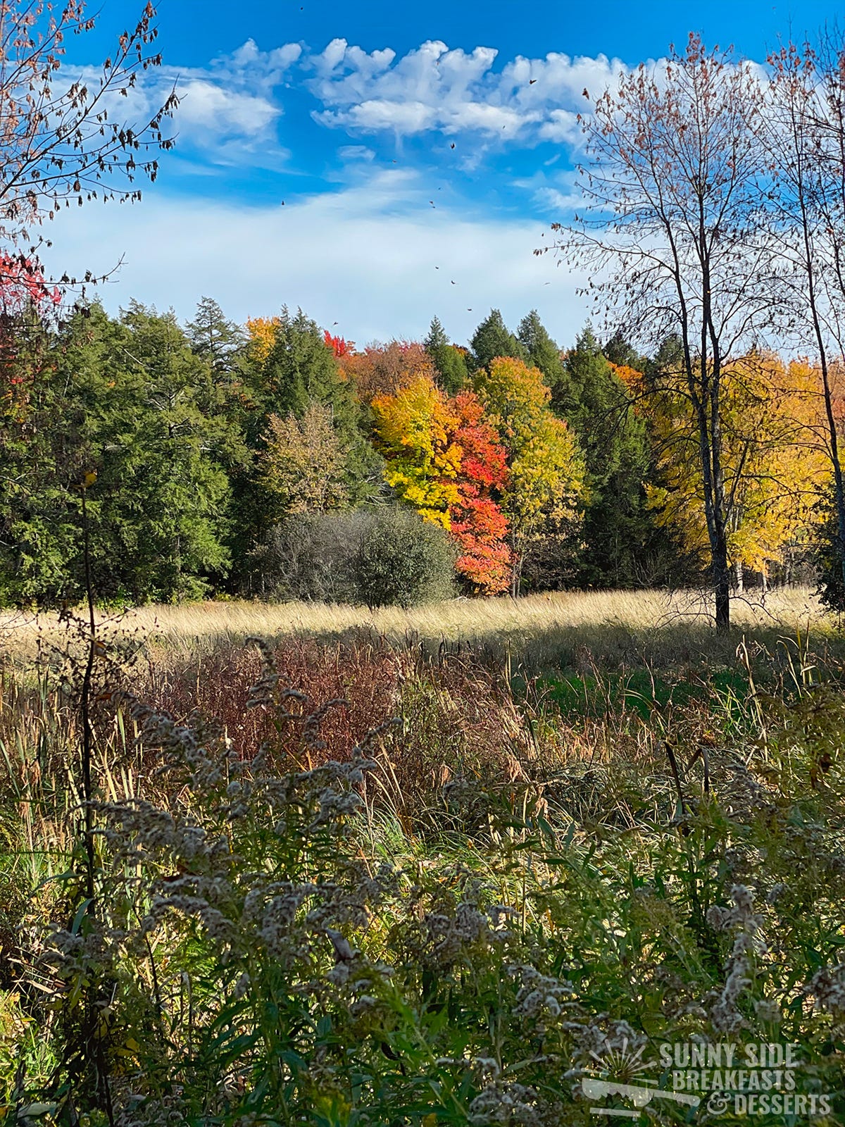 Autumn trees in the forest.