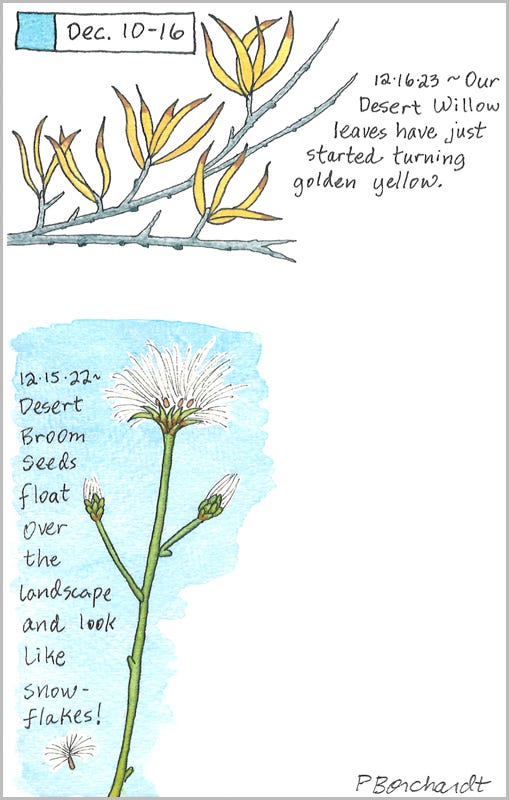 Perpetual Journal, week of Dec. 10-16: Desert Willow Leaves (2023); Desert Broom Seeds (2022)