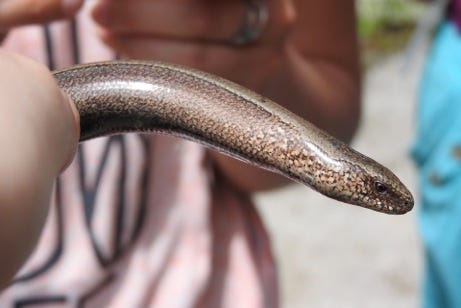 Caption: Slow-worm - don't grab one by the tail - it will come off!