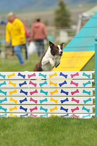Dog taking panel jump
