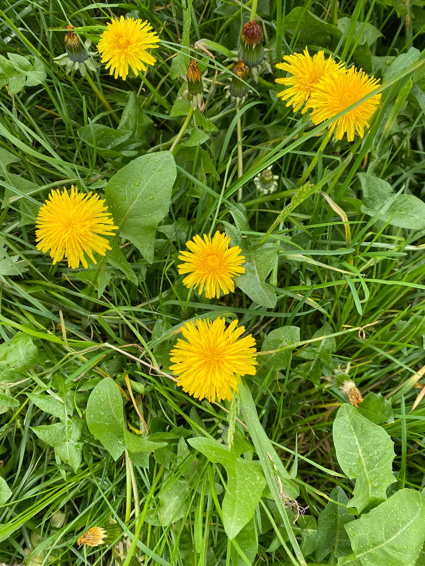 A close-up photo of a wild patch of green grasses and yellow dandelion flowers.