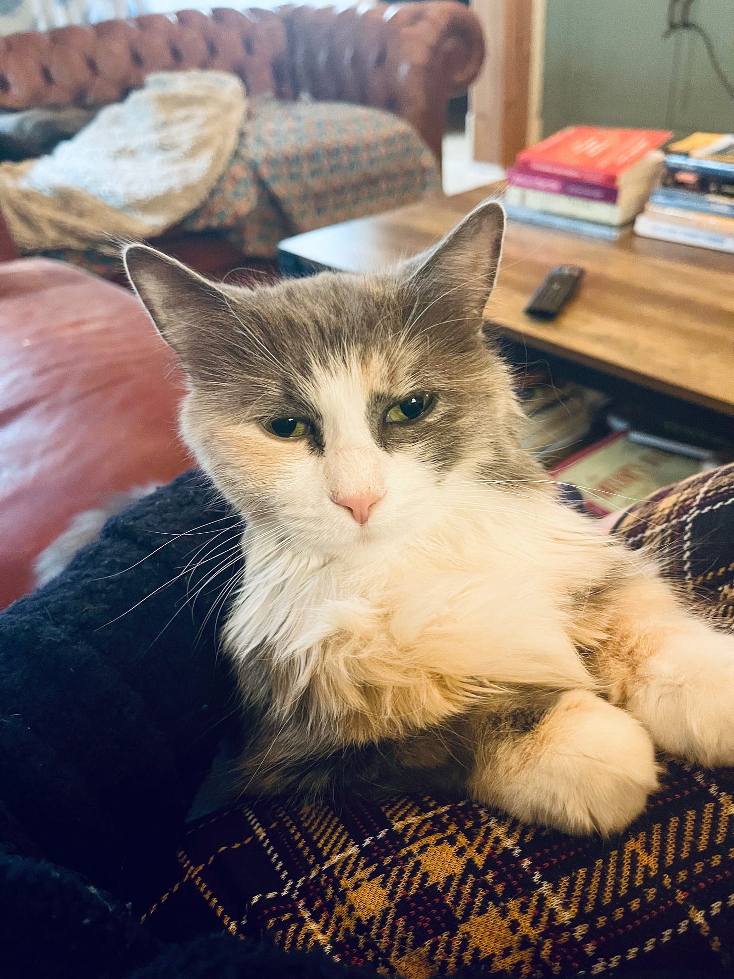 Cat on a couch on her human's leg