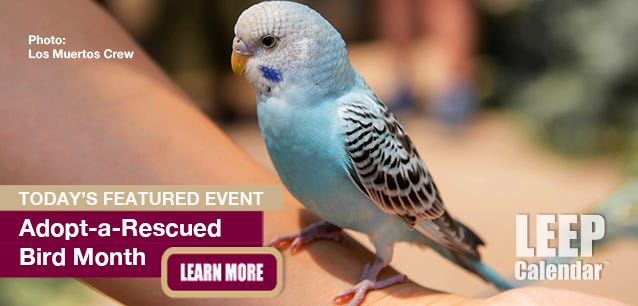 Parakeets, parrots, cockatoos, and other exotic birds often end up in shelters.
