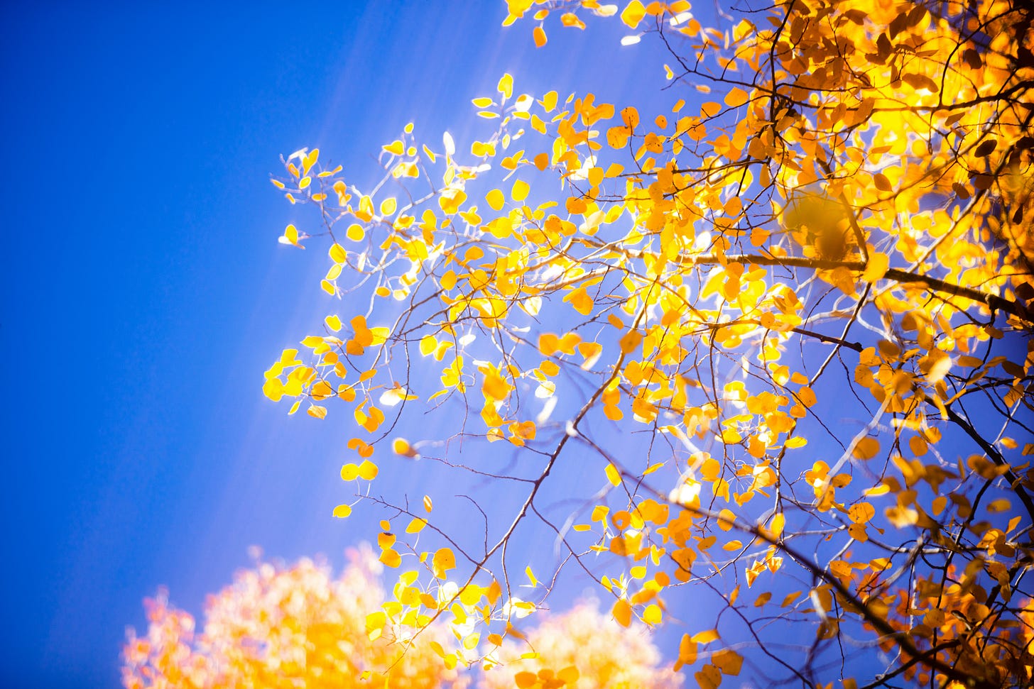 smeary, luminous photo looking upward into shimmering yellow leaves against a very blue sky