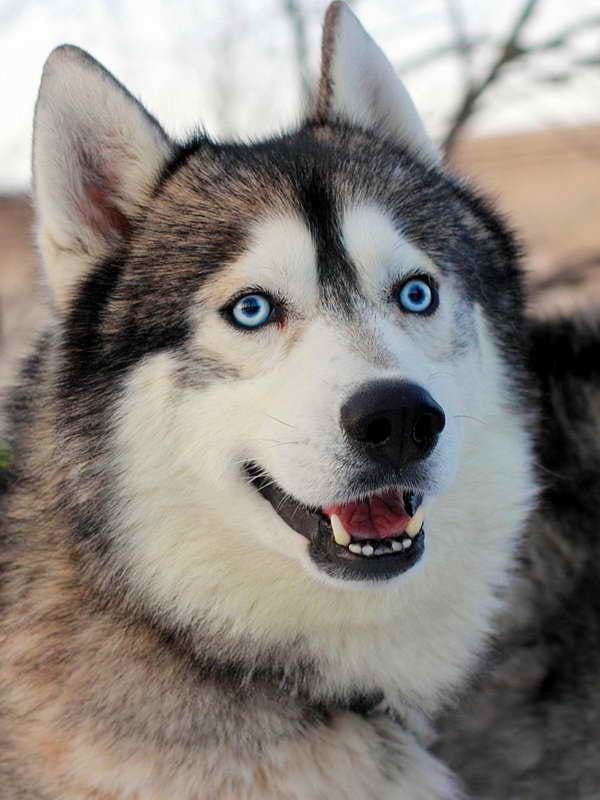 Alaskan Husky Dogs | PETSIDI