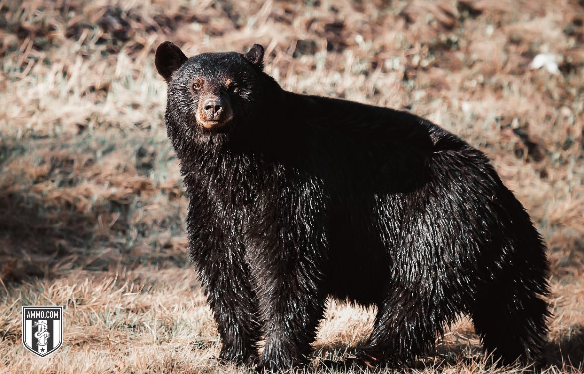 Image of a Bear