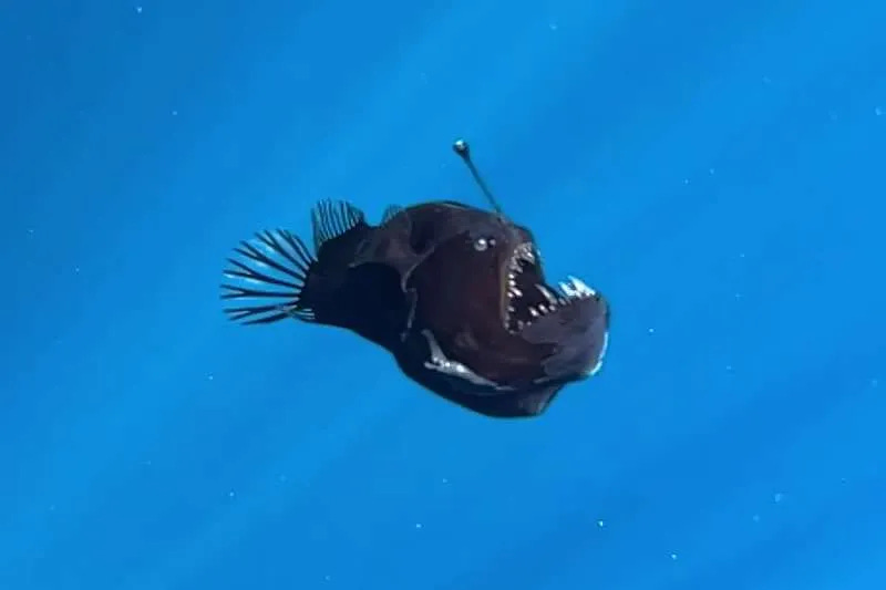 A large black anglerfish with its mouth open