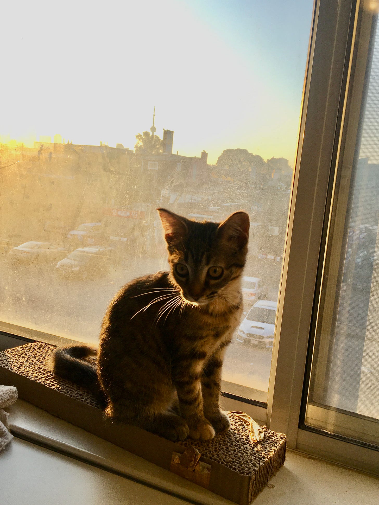 Photo of a tabby kitten at a window with the Toronto skyline behind her. It is early morning and everything, including the little cat, is lit with golden light.