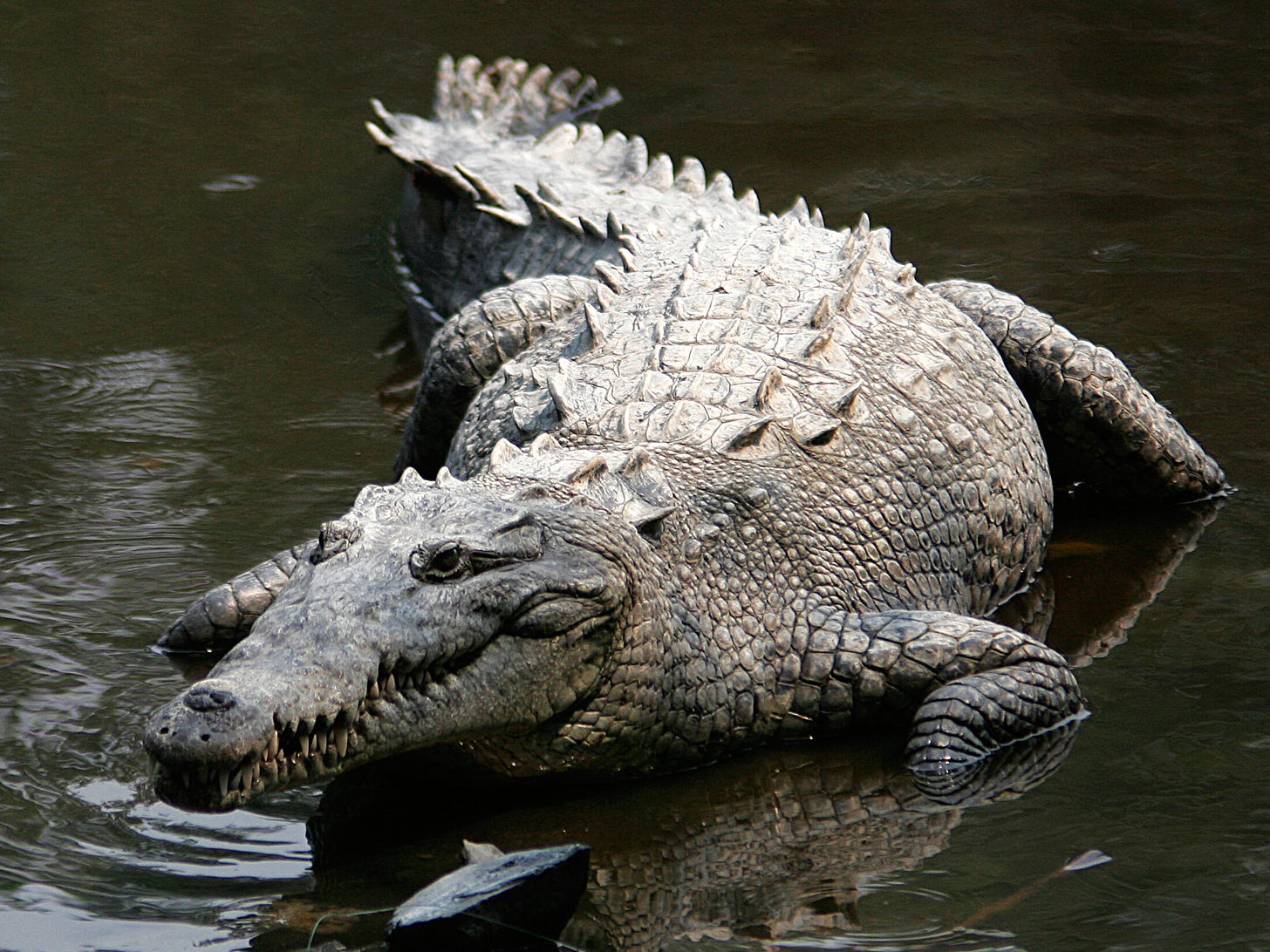 A documented case of a crocodile virgin birth