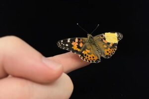 Researchers at UC Irvine have created a soft, conformable implant that measures neurological signals in patients’ developing brains. Seen here on the wing of a butterfly, this invention uses an organic polymer material that’s more compatible with sensitive living tissues than rigid, silicon-based medical devices.