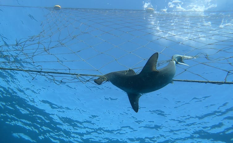 dead shark in shark net