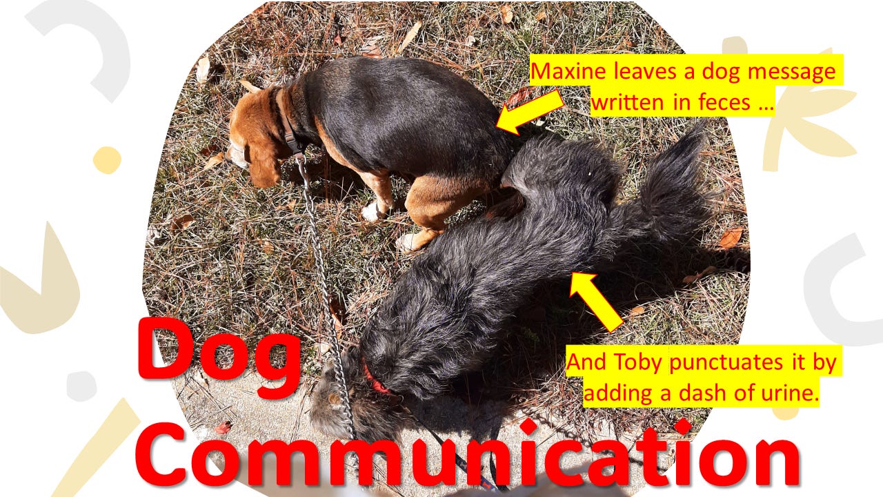 An Example of Dog Communication_two dogs leaving doggie messages with urine and feces.