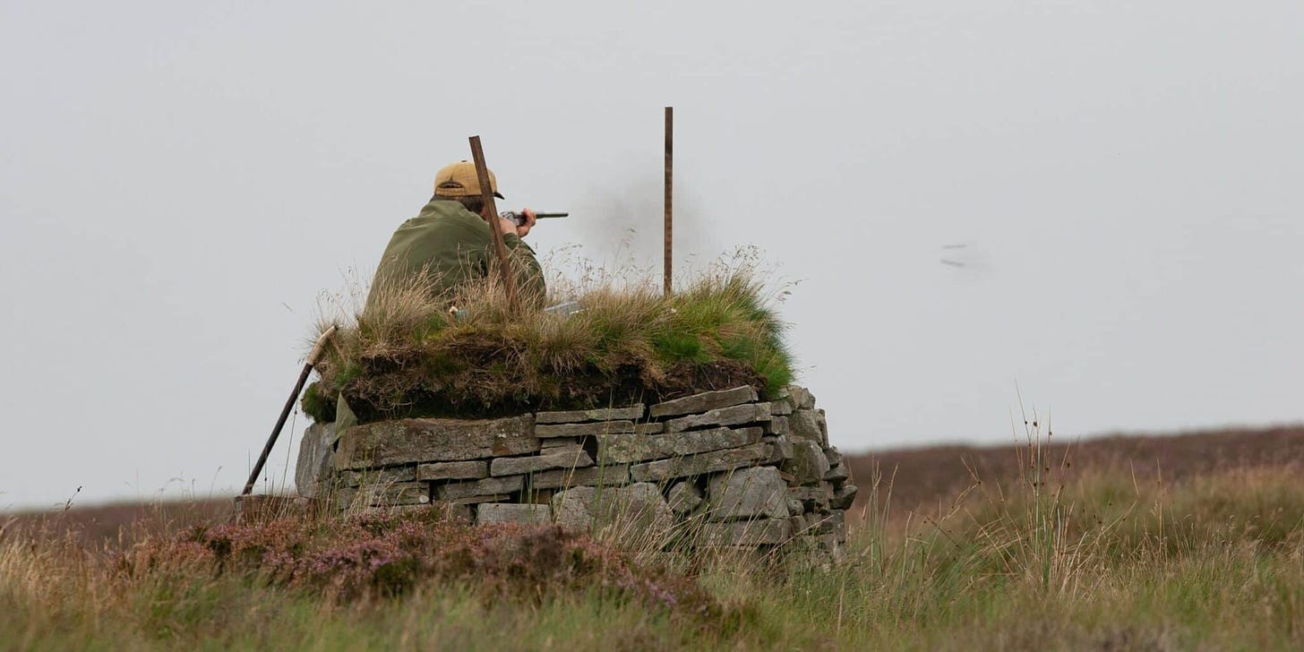 grouse shooting