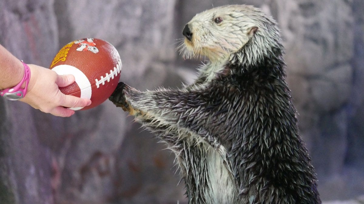 Otter Bowl to Win Hearts by a Whisker – NBC Los Angeles