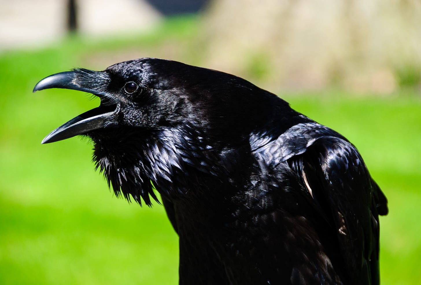Close up of black crow with beak open wide.