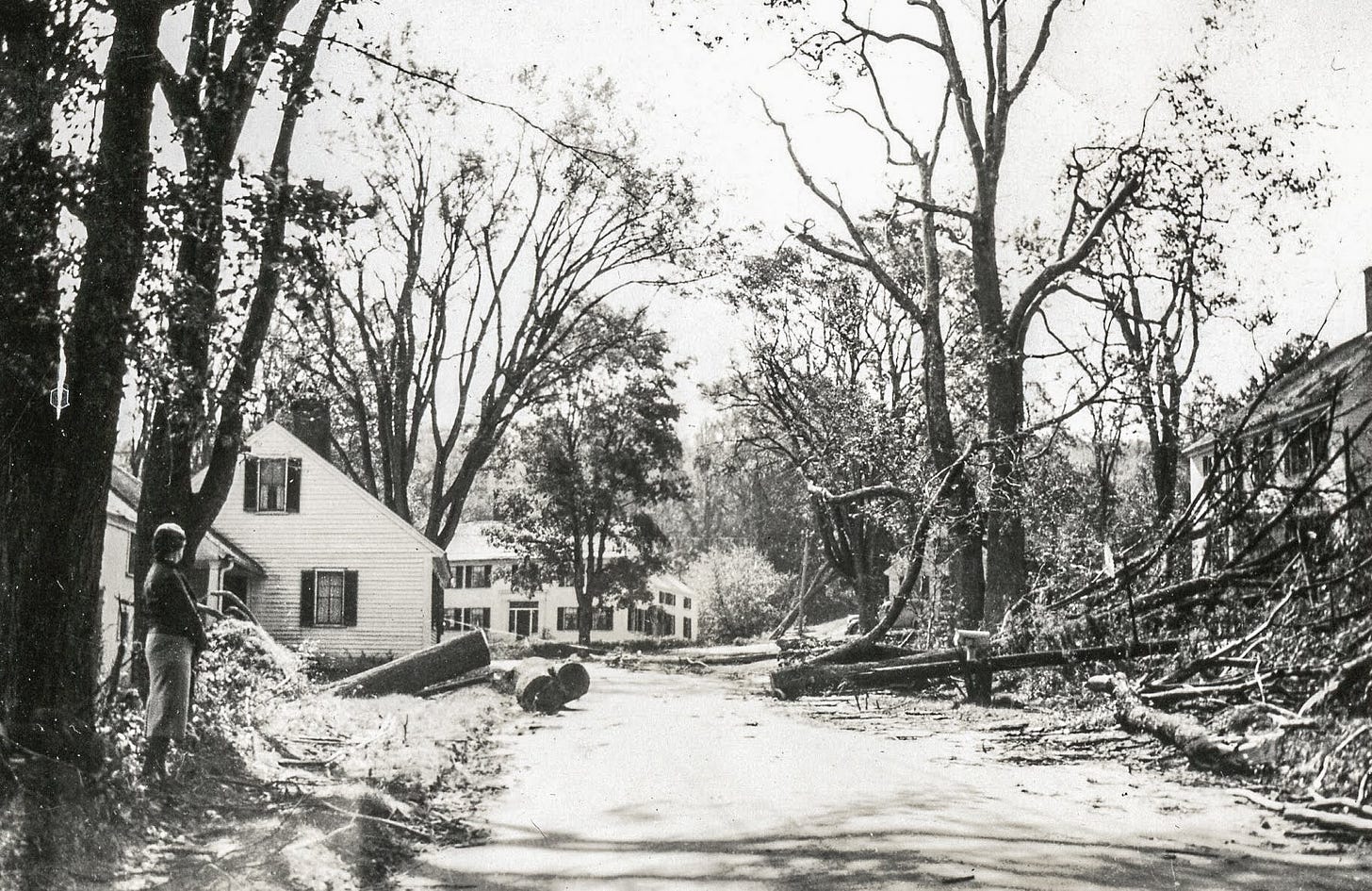 downed trees from 1938 hurricane