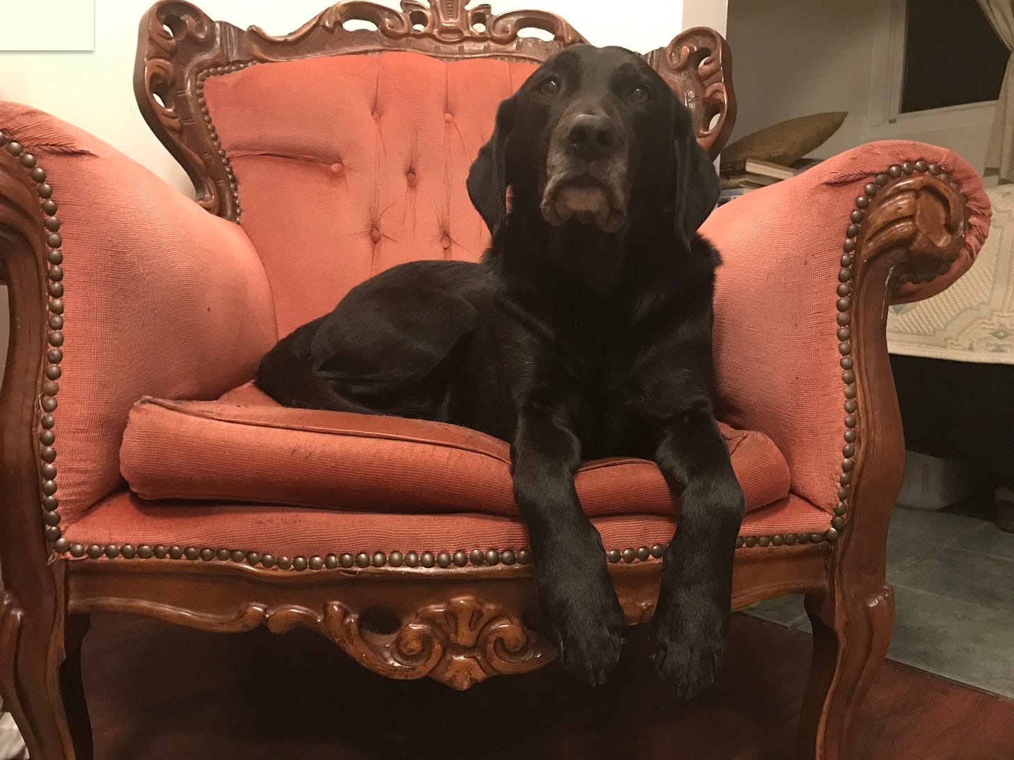 A black lab curled into a pink Victorian wingback with decorative buckles