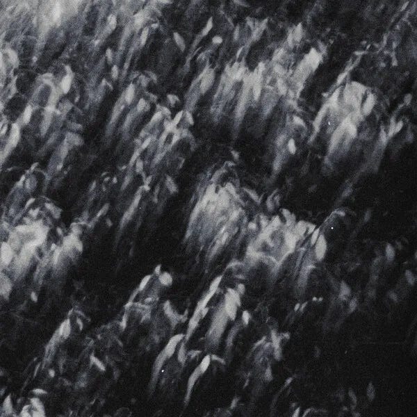 Cover art for s/t by palmeras negras