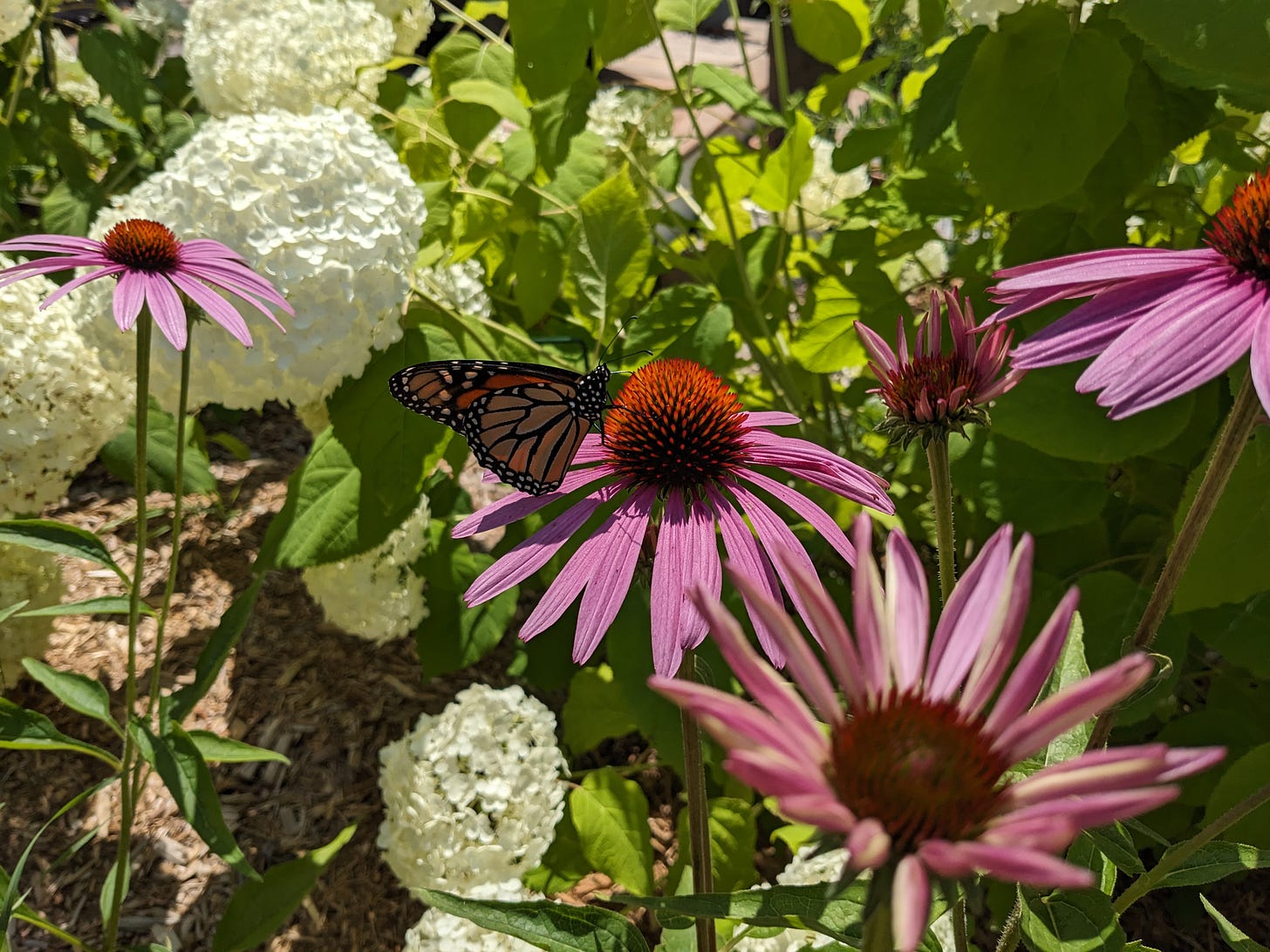 an orange monarch butterfly rests on a pink coneflower, with white hydrangeas in the background