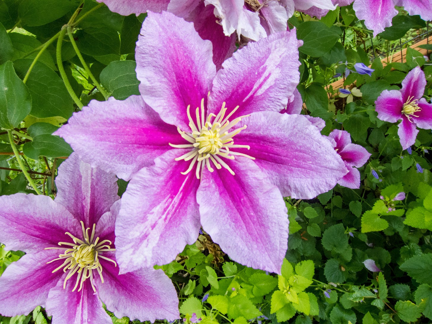 Clematis