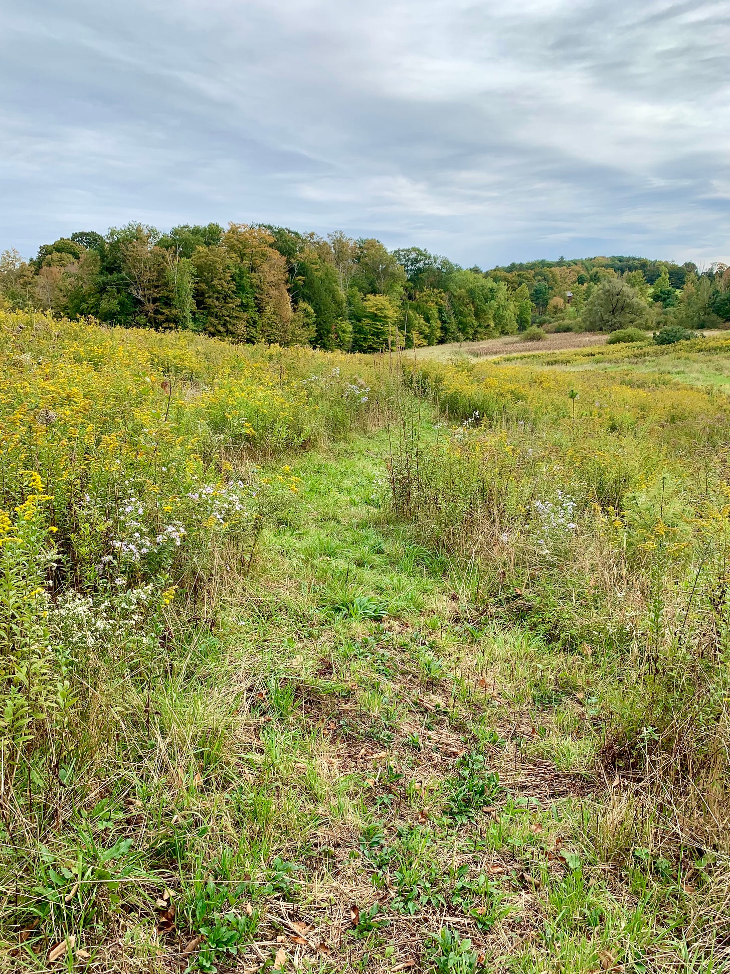 A view of a wildflower trail, lts of goldenrod, and an overcast sky with a lot of trees which are starting to turn colors,  mostly yellow and orange so far.