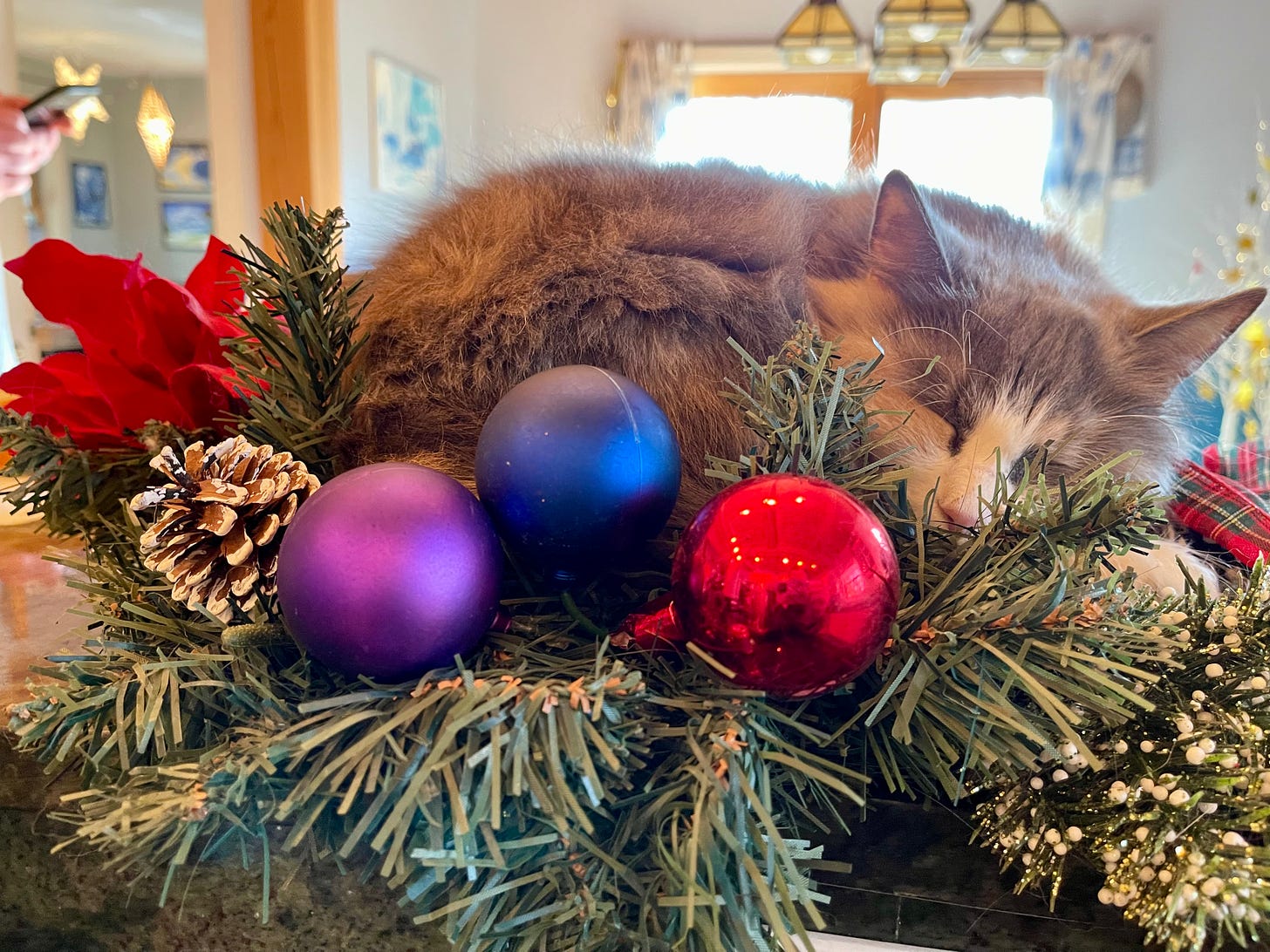 cat in Christmas wreath
