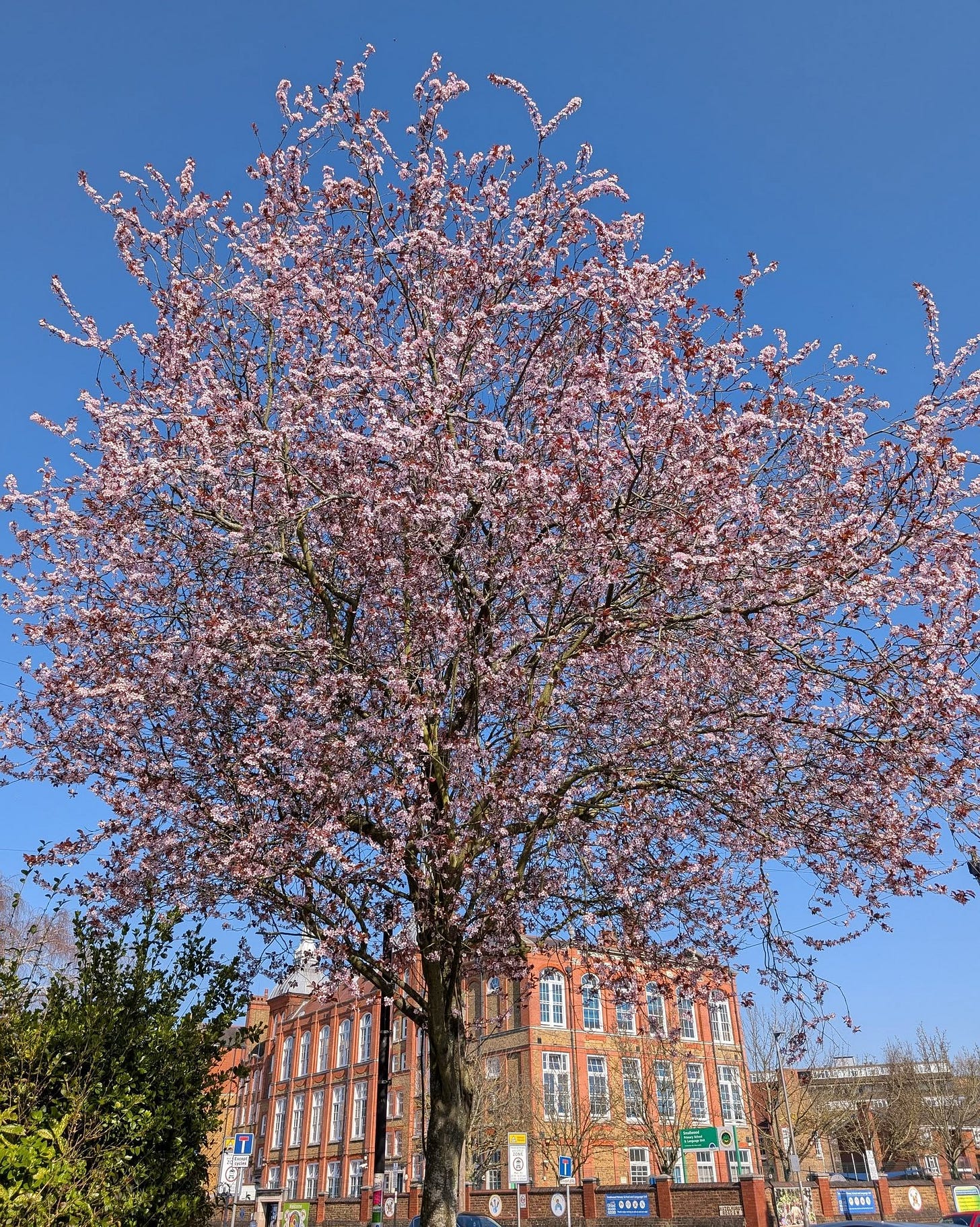 May be an image of stone-fruit tree