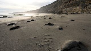 Dead pups spread on an extended beach