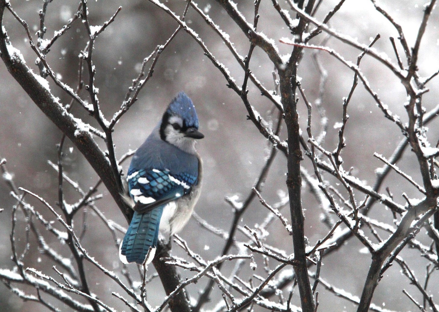 May be an image of bird