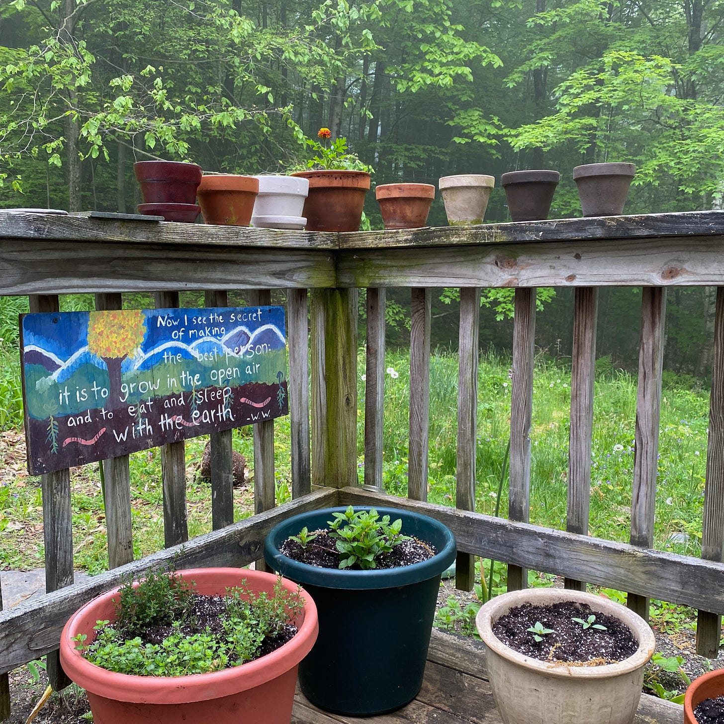Several large pots of herbs arranged along a porch railing. A collection of tiny pots, one with a marigold flower in it, sit on top of the railing. Behind the porch, the trees are green and misty.